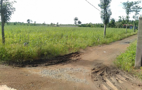 Miễn tiền thuế sử dụng đất nông nghiệp đến hết năm 2030