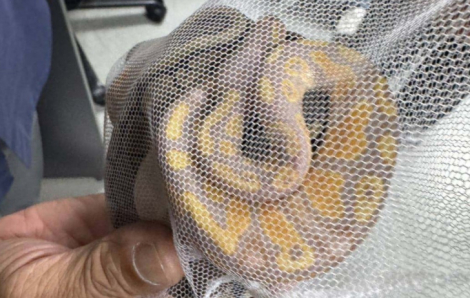 Người đàn ông bị bắt ở sân bay Thái Lan vì giấu 3 con trăn trong quần