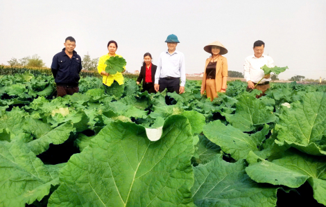 Người phụ nữ miền Tây trồng cây thuốc trên đất đồi Hà Nội