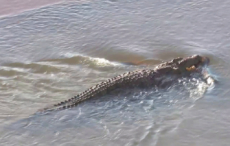 Malaysia: Đi câu cá, người đàn ông bị cá sấu kéo đi mất tích