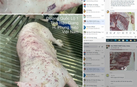 Điều tra động cơ phát tán hình ảnh vụ Công ty C.P. bị tố bán heo bệnh