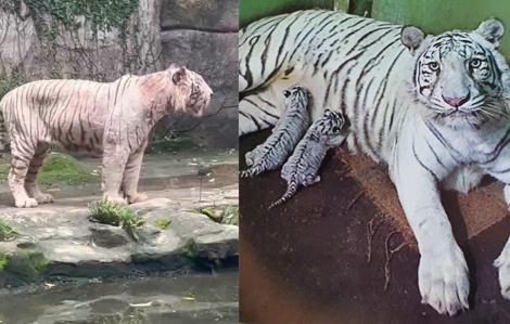 Chú hổ trắng Ngộ Không ở Thảo Cầm Viên qua đời trước sinh nhật 10 tuổi