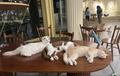 Đà Nẵng sẽ tiêm vắc xin miễn phí và hướng dẫn người dân nuôi, giữ chó mèo an toàn