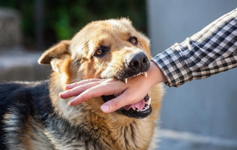 Nam thanh niên tử vong sau 20 ngày bị chó cắn