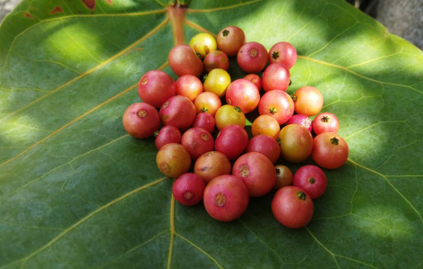 “Bẻ một nhành cây, nhành cây trứng cá”…