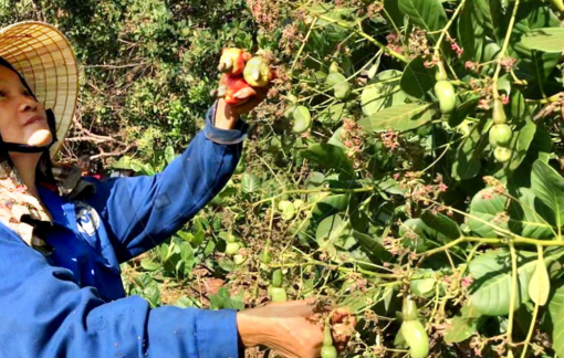 Canh chua nấu với trái điều