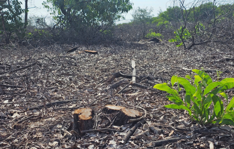 TP Huế: 2,6ha rừng phòng hộ ven biển bỗng dưng được xã “hô biến” trước sáp nhập