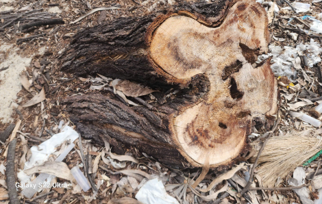 Huế: 2,6 ha rừng phòng hộ bất ngờ biến mất trước ngày sáp nhập