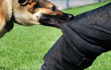 Thêm một bé trai ở Đắk Lắk tử vong sau khi bị chó cắn