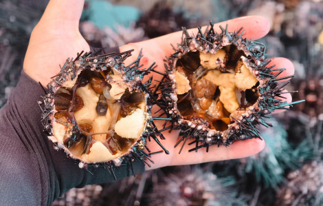 Mùa ngư dân Quảng Ngãi đi bắt “nhân sâm biển” kiếm tiền triệu