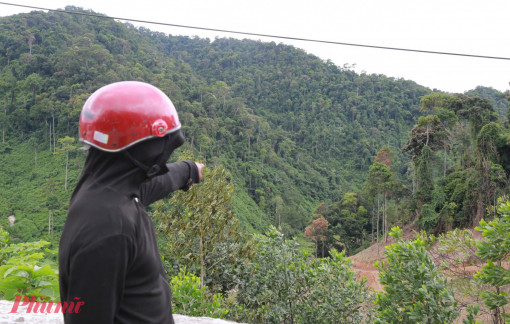 Đà Nẵng lập tổ tuần tra bảo vệ loài cây 4 năm mới cho quả 1 lần