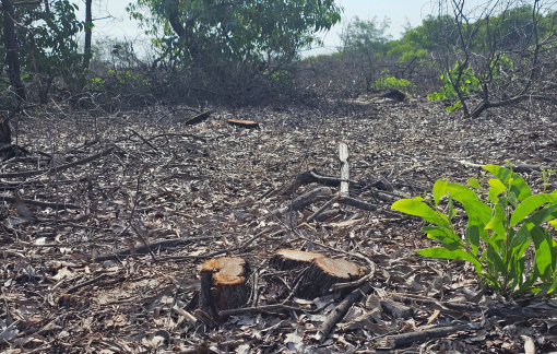 Công an vào cuộc vụ 2,5ha rừng phòng hộ bất ngờ biến mất