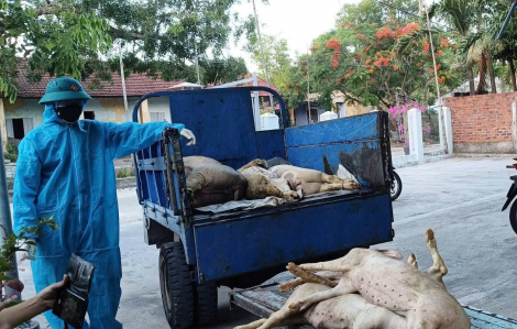 Đà Nẵng tiêu hủy ổ dịch tả heo châu Phi