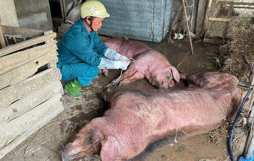 Nghệ An ra công điện khẩn, yêu cầu tập trung dập dịch tả heo châu Phi