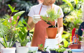 Hương thảo bên cửa sổ