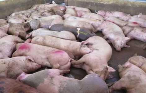 Sau chùm ca bệnh do ăn tiết canh, Bộ Y tế kêu gọi không tiêu thụ lợn bệnh, lợn chết