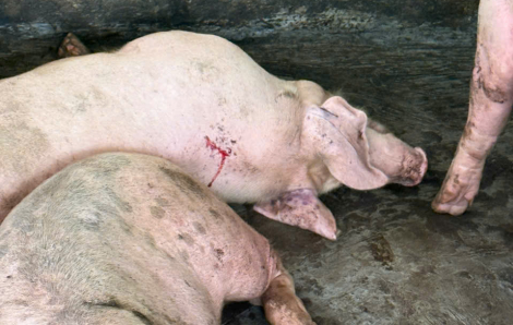 Một xã ở Huế có 214 con heo chết vì nhiễm bệnh