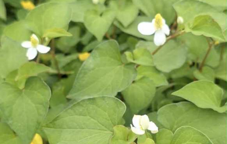 Giải độc sởi bằng thuốc nam