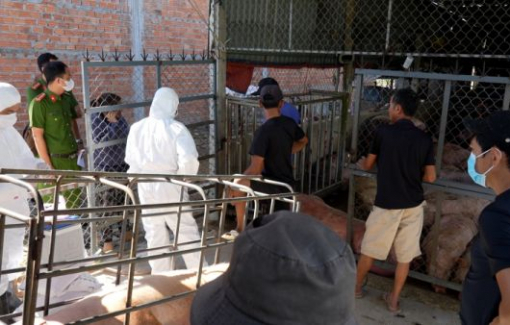 Quảng Ngãi phát hiện cơ sở thu mua heo bị dịch tả để bán làm lạp xưởng