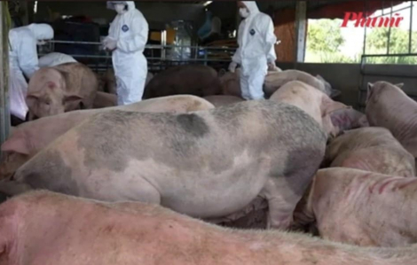 Phát hiện cơ sở thu mua heo bị dịch tả ở Quảng Ngãi để bán làm lạp xưởng
