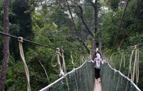 Khám phá khu rừng 130 triệu năm tuổi ở Malaysia