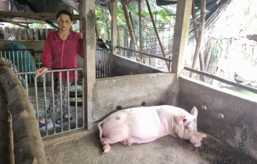 Người dân Quảng Ngãi bị yêu cầu đóng 600.000 đồng để tiêu hủy heo chết