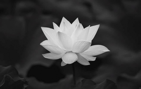 Thầy thuốc ưu tú, bác sĩ Nguyễn Kim Thu từ trần