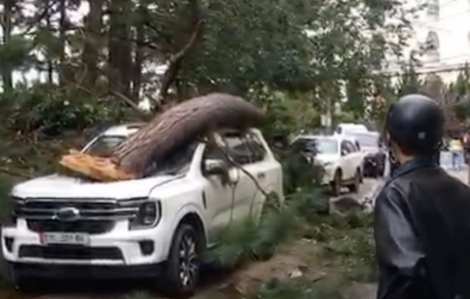 Dông gió, cây ngã đè nhiều xe ô tô tại Đà Lạt