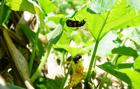 Truy tìm loại côn trùng lạ khiến người đàn ông tử vong sau khi ăn