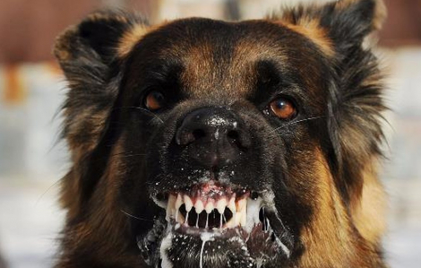 Quảng Ngãi xuất hiện ổ dịch bệnh dại, khẩn cấp kiểm soát, khoanh vùng