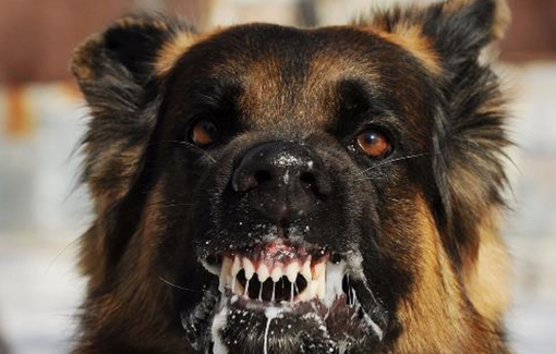 Quảng Ngãi xuất hiện ổ dịch bệnh dại, khẩn cấp kiểm soát, khoanh vùng