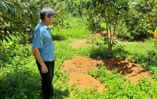 Heo chết hàng loạt ở TP Huế bị nhiễm dịch tả heo châu Phi