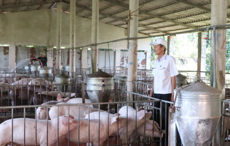 Chủ động phòng ngừa bệnh liên cầu khuẩn heo