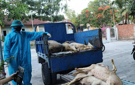 Dịch tả heo vẫn đang lây lan, Đà Nẵng ra công điện ứng phó