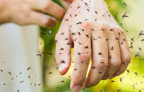 Số ca sốt xuất huyết tại Hà Nội tăng gần gấp đôi tuần trước