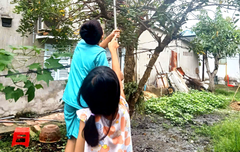 Tuổi thơ trèo cây hái trái