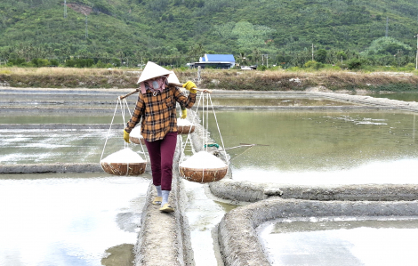 Cánh đồng muối trải dài trăm năm tuổi
