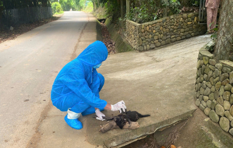 Chó hoang mắc bệnh dại cắn liên tiếp 5 người dân tại Đà Nẵng
