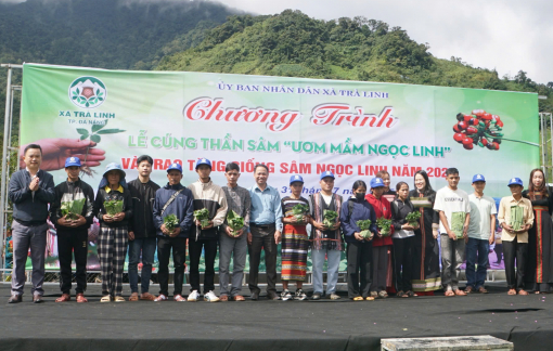 Đà Nẵng: Trao 7.000 cây giống sâm Ngọc Linh cho hộ nghèo