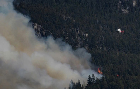 Colombia khốn đốn vì nạn phá rừng