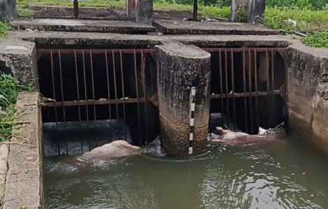 Xác heo bị vứt trôi theo kênh ở Quảng Ngãi, xã đề nghị sở ngành vào cuộc xử lý