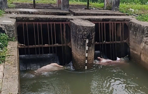 Xác heo bị vứt trôi theo kênh ở Quảng Ngãi, xã đề nghị sở ngành vào cuộc xử lý