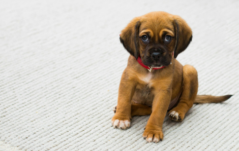 5 người phơi nhiễm bệnh dại vì bị chó cảnh cắn