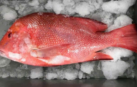 Sau bữa ăn hải sản, cả gia đình nhập viện cấp cứu