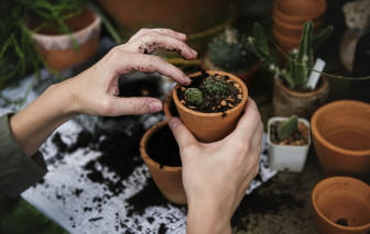 Tái sử dụng đất trồng cũ để tiết kiệm chi phí, bảo vệ môi trường