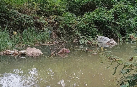 Chủ tịch Quảng Ngãi yêu cầu xử lý dứt điểm tình trạng heo chết thả ra sông, kênh mương