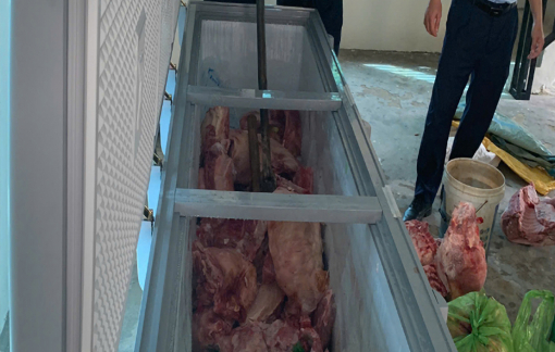 Tạm giữ 4 người thu mua heo bị dịch tả bán ra thị trường