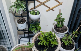 Cha làm gương, con mới chịu ngăn nắp