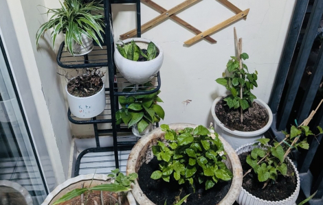 Cha làm gương, con mới chịu ngăn nắp
