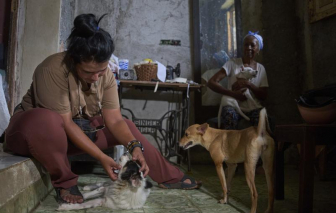 Dù kinh tế khó khăn, người dân Cuba vẫn chắt chiu nuôi chó mèo hoang